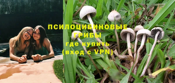 хмурый Аркадак